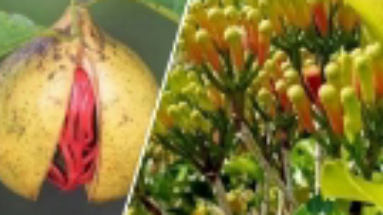 Pala dan Cengkeh (istimewa)